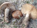 Pleurotus eryngii-amf1467-1